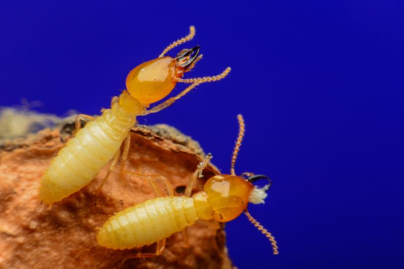 Commercial Termite Treatment in Frisco, TX