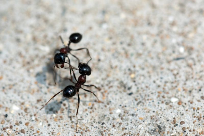 Black Ant Extermination in New Braunfels, TX