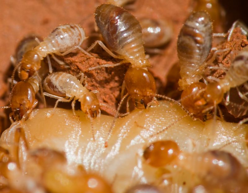 Commercial Termite Treatment in Katy, TX