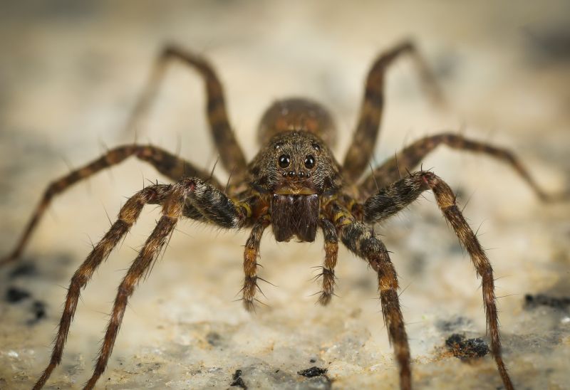 Common Spiders Extermination in Katy, TX