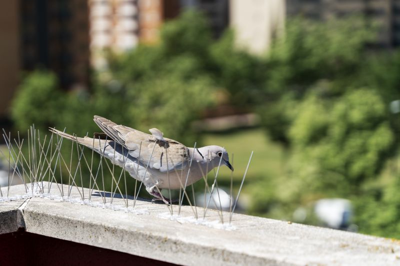 Cost of Bird Spikes Installation — Cost of Bird Spikes Installation