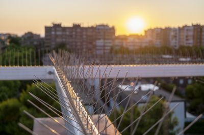 Cost of Bird Spikes Installation — Cost of Bird Spikes Installation