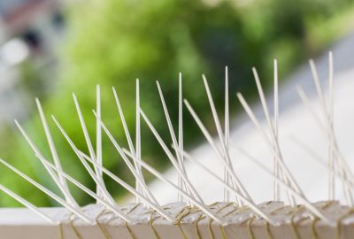 Cost of Bird Spikes Installation — Cost of Bird Spikes Installation
