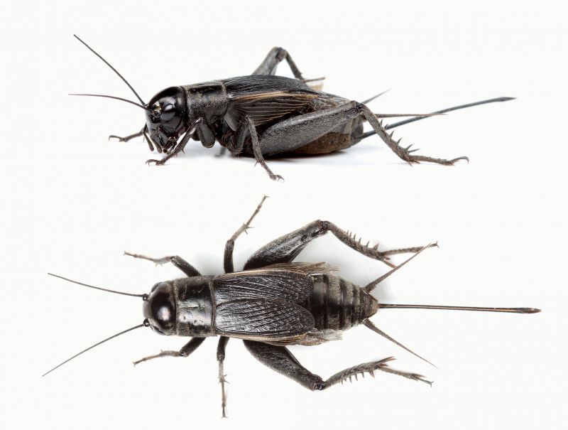 Cricket Control Service in Denton, TX