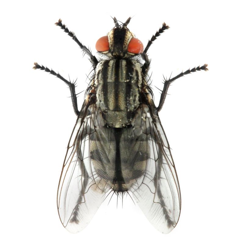 Fly Control Service in New Braunfels, TX