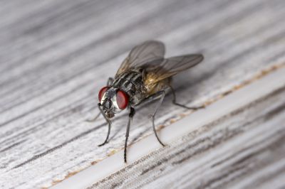 Fly Infestation Extermination in Frisco, TX
