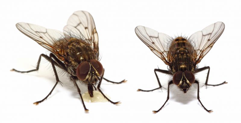 Fly Infestation Extermination in New Braunfels, TX