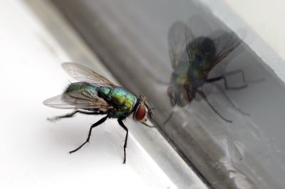 Fly Infestation Extermination in Mckinney, TX