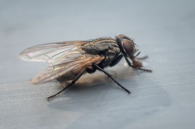 Fruit Fly Extermination in New Braunfels, TX