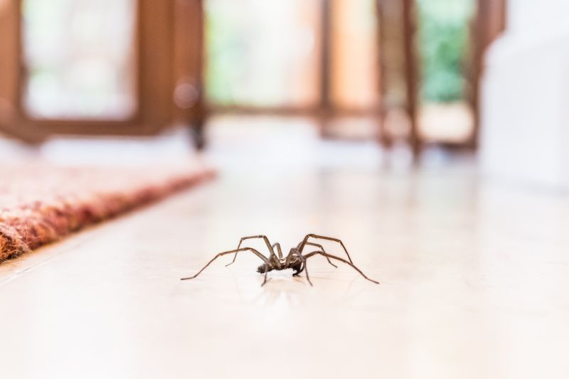 Huntsman Spider Extermination in Denton, TX