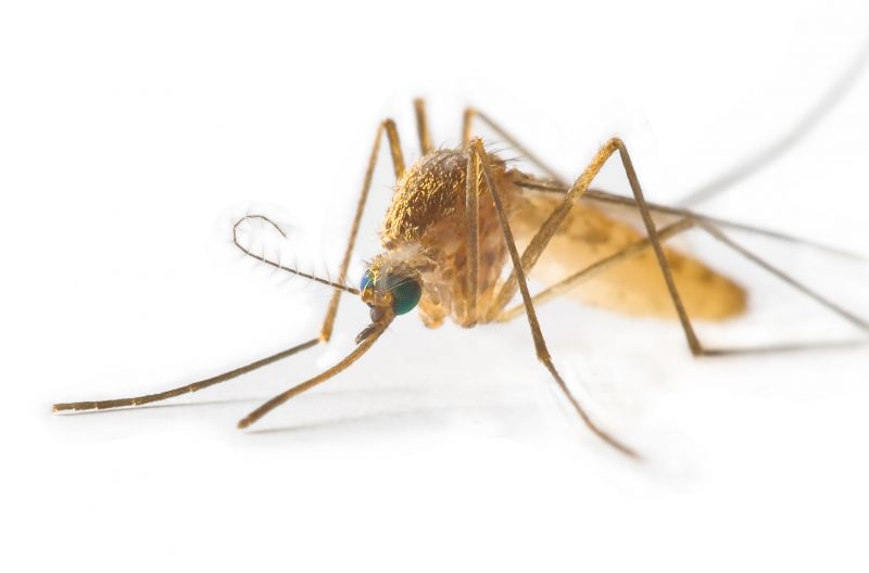 Mosquitoes Pest Control in New Braunfels, TX