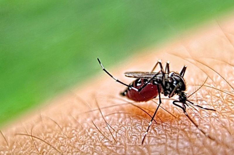 Mosquitoes Pest Control in Arlington, TX