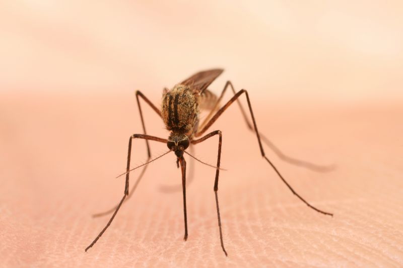 Mosquitoes Pest Control in Fort Worth, TX