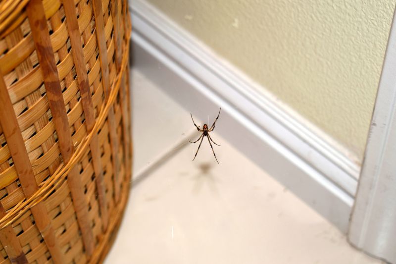 Spider Control Service in Mckinney, TX