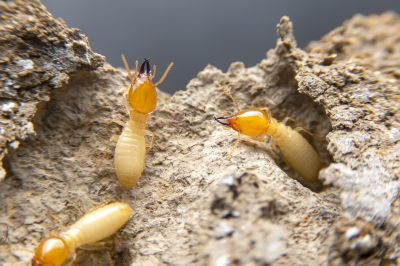 Termite Prevention in Frisco, TX