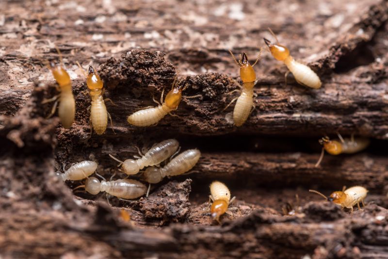 Termite Service in Katy, TX