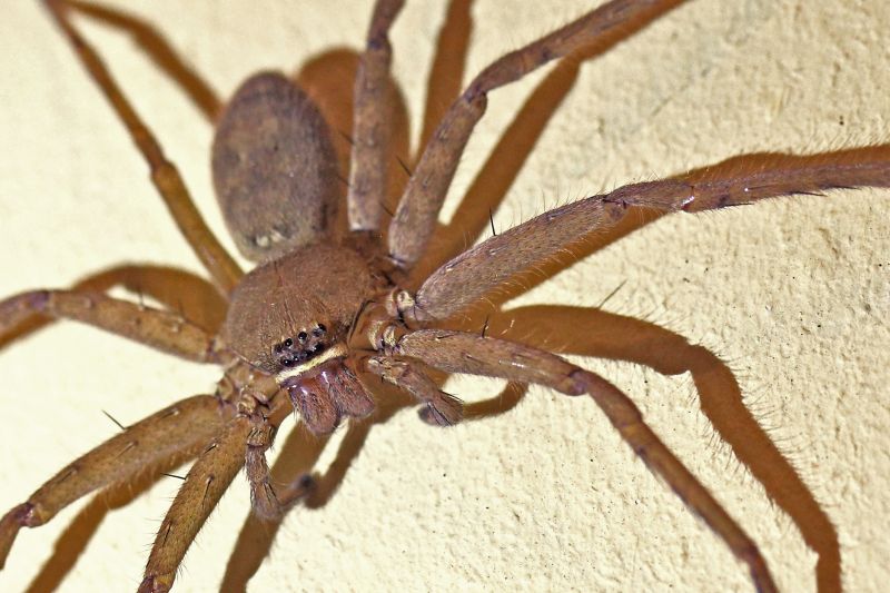 Trapdoor Spider Removal in Rockwall, TX